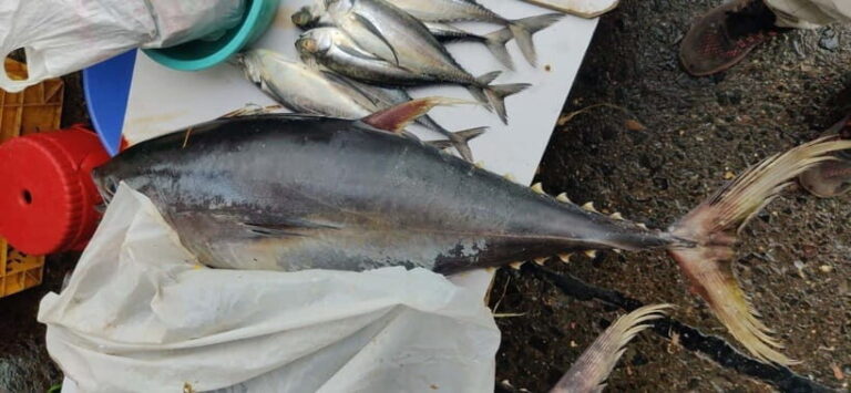 Mumbai Coastal Cooking: From Fishing Net to Flavourful Plate - FAQs