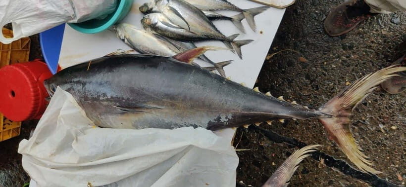 Mumbai Coastal Cooking: From Fishing Net to Flavourful Plate - FAQs