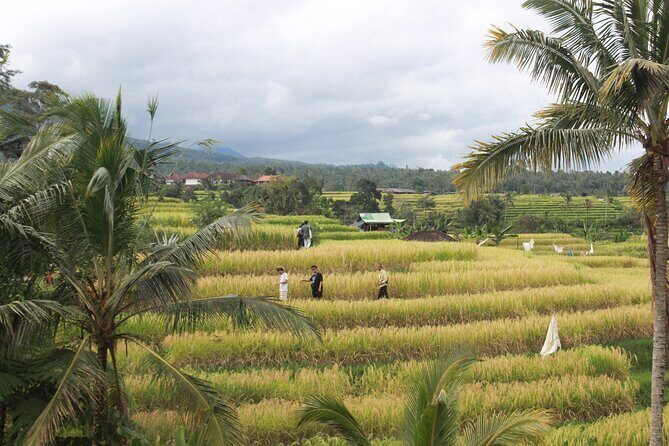 Munduk Private Customized Highlights Tour - What’s Included and What to Expect