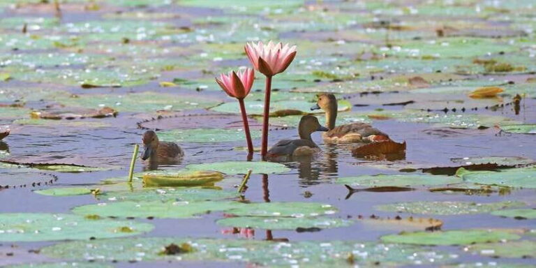 Muthurajawela Bird Watching Tour from Negombo and Colombo - An In-Depth Look at the Experience