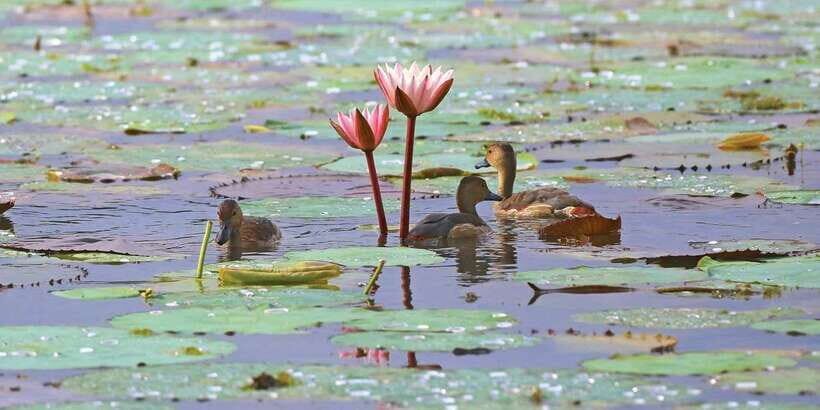 Muthurajawela Bird Watching Tour from Negombo and Colombo - An In-Depth Look at the Experience