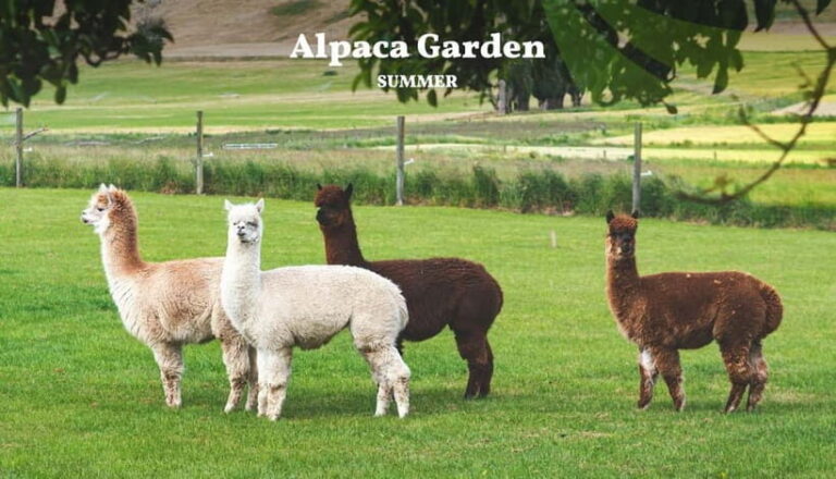 Nami Island, Railbike & Alpaca Garden Day Trip from Seoul - Who Would Enjoy This Tour?