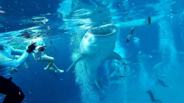Oslob Cebu: Whale Shark Watching Day Tour - What to Expect from the Tour
