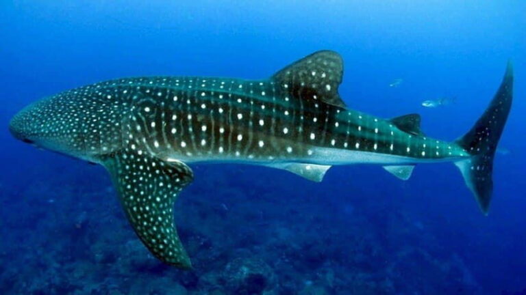 Oslob Whaleshark & Canyoneering Adventure - Analyzing the Value