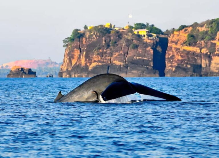 Pasikuda to Trincomalee: Whale & Dolphin Safari + Transport - Out on the Water: Marine Life Encounters