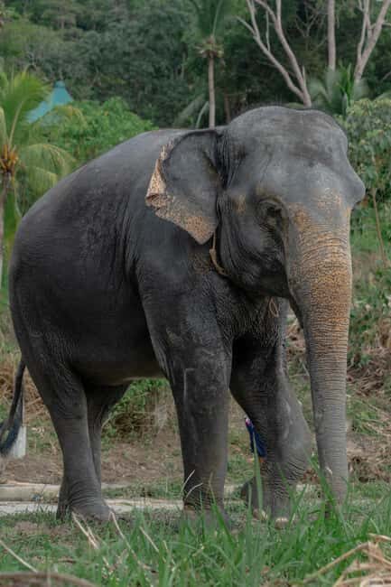 Phuket: Guided Walk Tour to Elephant Sanctuary with Transfer - What makes this tour stand out