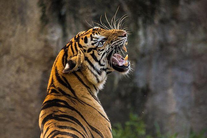 Private 2-Day Tour to Ranthambhore Tiger Safari from Jaipur - The Itinerary in Detail
