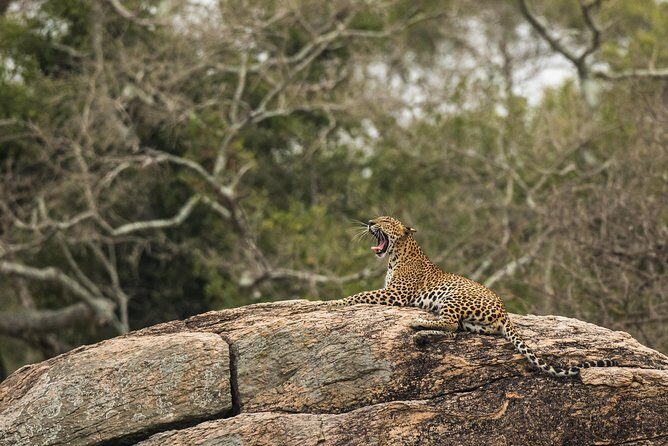 Private Tour : YALA National Park with Experienced Driver/Guide - Transportation and Comfort