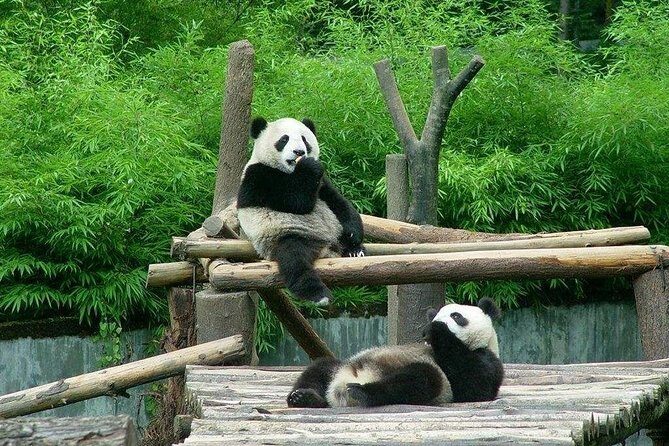 Private Transfer between Shanghai Zoo and City Hotels - What Makes This Tour Stand Out