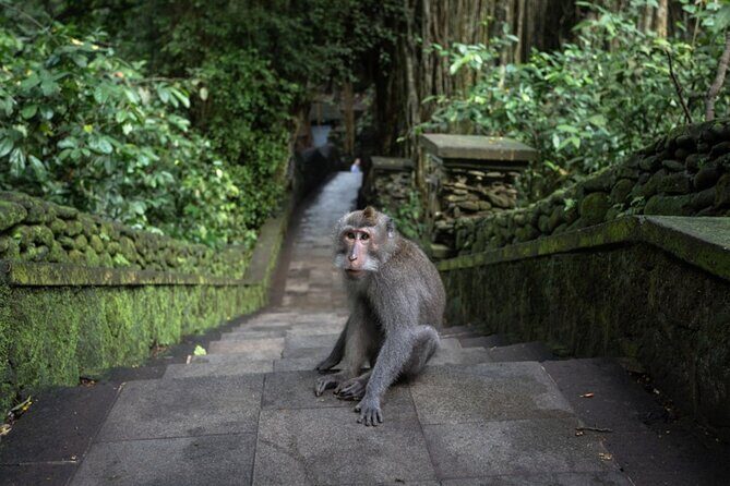 Private Ubud Day Tour Waterfalls Sacred Monkeys and Rice Fields - The Experience: What You Can Expect