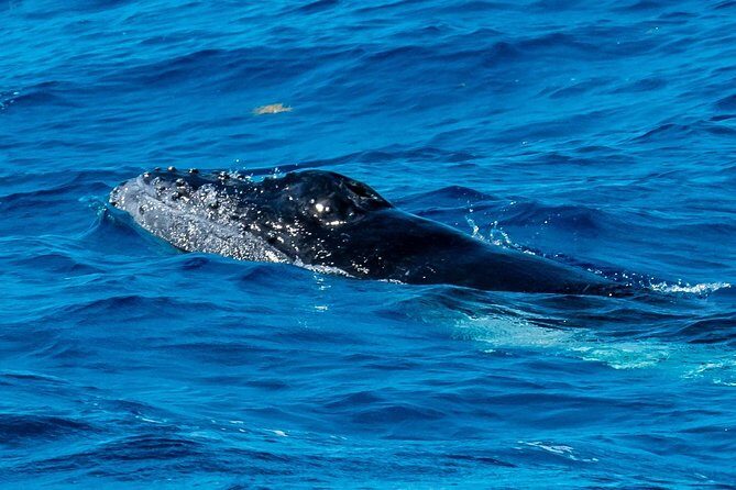 Private Whale Watching Charter (Grand Turk) - Who Will Love This Tour?