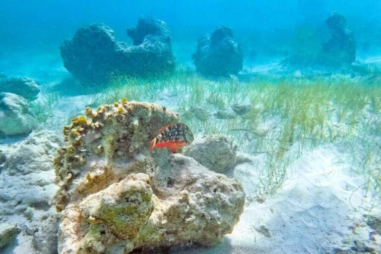 Punta Cana: Full Day Boat Trip to Catalina Island with Lunch - Final Thoughts on This Tour