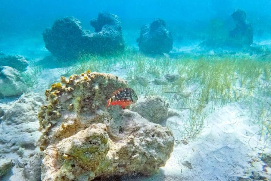 Punta Cana: Full Day Boat Trip to Catalina Island with Lunch - Final Thoughts on This Tour