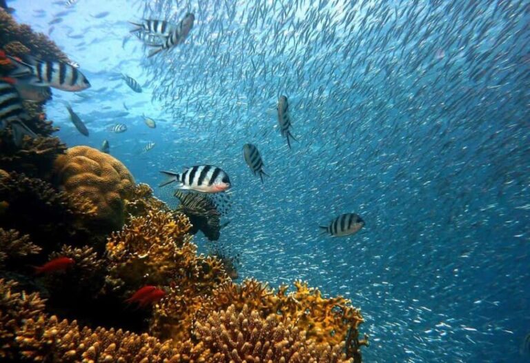 Punta Cana: Island escape to catalina  snorkeling & lunch - Authenticity and Value