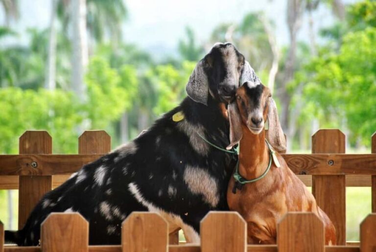 Punta Cana: Xploration Animal Park Bus Tour with Encounters - A Closer Look at the Xploration Animal Park Tour
