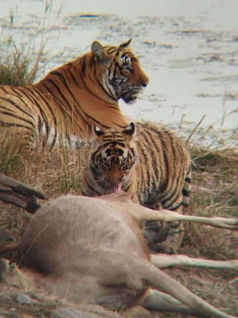 Rajasthan: Ranthambore National Park Safari - An Introduction to Ranthambore National Park Safari