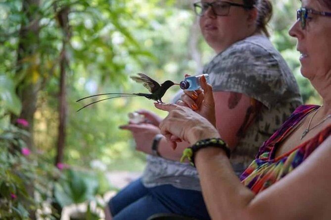 Rockland Bird Sanctuary plus Montego Bay Highlights & Shopping Private Tour - What Travelers Love — and What to Consider