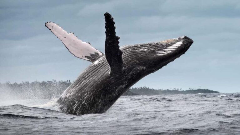 Samana: City Tour with Whale Watching & Cayo Levantado Stop - The Pros and Cons of This Tour