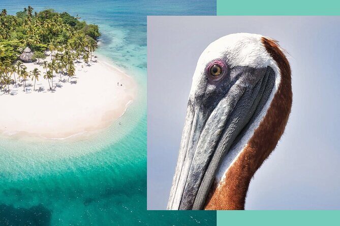 Samana Whale Watching + Cayo Levantado ( Bacardi Island) with Lunch by Locals - Who Will Love This Tour?
