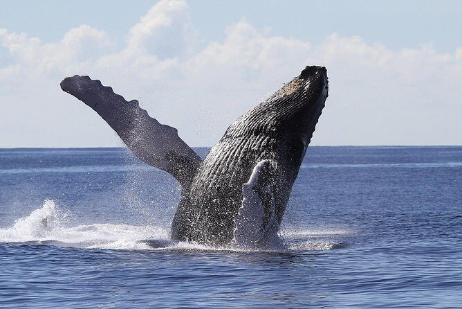 Samaná Whale Watching + Cayo Levantado (Bacardi Island). - Practical Tips for Booking and Enjoying the Tour