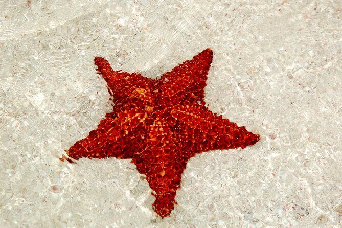 Saona by Speedboat: Private Beach & Snorkeling Small Group - Who Will Love This Tour?