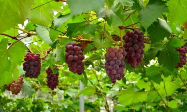 Seasonal Mt. Fuji Scenic Views, Fruit Picking and Ropeway! - Authentic Experiences and Travelers’ Perspectives
