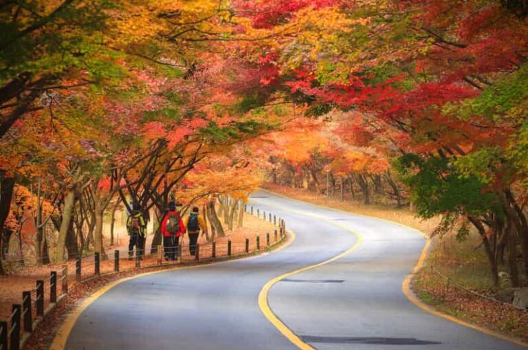 Seoul: Naejangsan National Park Autumn Foliage One Day Tour - What the Tour Includes and Excludes