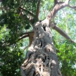 Small Group : Trekking Trip in Chiang Mai (Doi Suthep Area) with Market Tour - Value for Money: Is $62.91 a Fair Price?