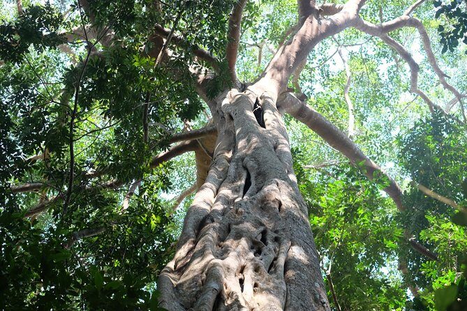 Small Group : Trekking Trip in Chiang Mai (Doi Suthep Area) with Market Tour - Value for Money: Is $62.91 a Fair Price?