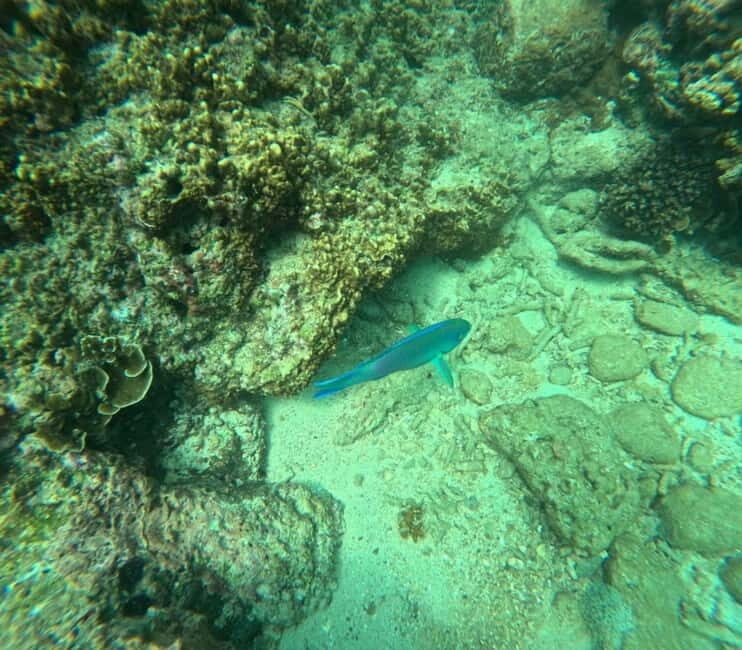 Snorkeling Trip To Angel Rock - Authenticity and Traveler Feedback