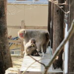 Snow Monkey & Shibu Onsen Private Tour (Nagano, Nozawa, Myoko) - The Historic Charm of Shibu Onsen