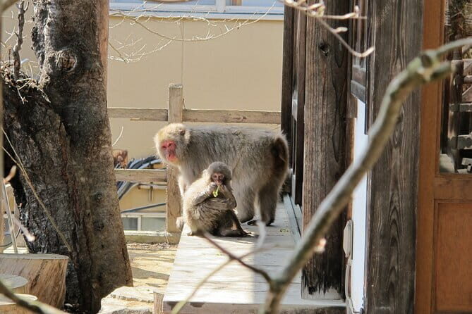 Snow Monkey & Shibu Onsen Private Tour (Nagano, Nozawa, Myoko) - The Historic Charm of Shibu Onsen