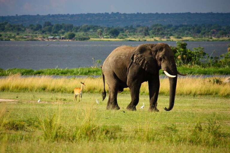 Sri Lanka Cultural Triangle Private 2-Day Tour+Wildlife Tour - The Sum Up