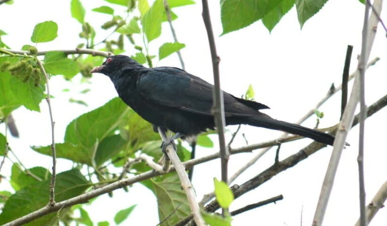 Sri Lanka Green Bless- 2-day Private Trip To Enjoy Nature - The Practical Side: Transportation, Price, and Group Size
