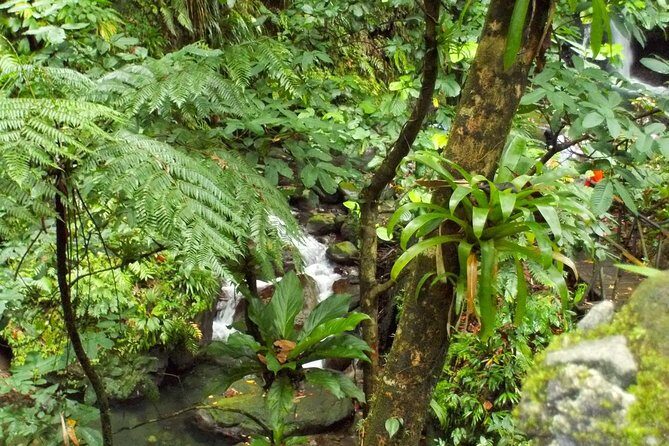 St Kitts Rainforest Tour - What to Expect During the 3-Hour Adventure