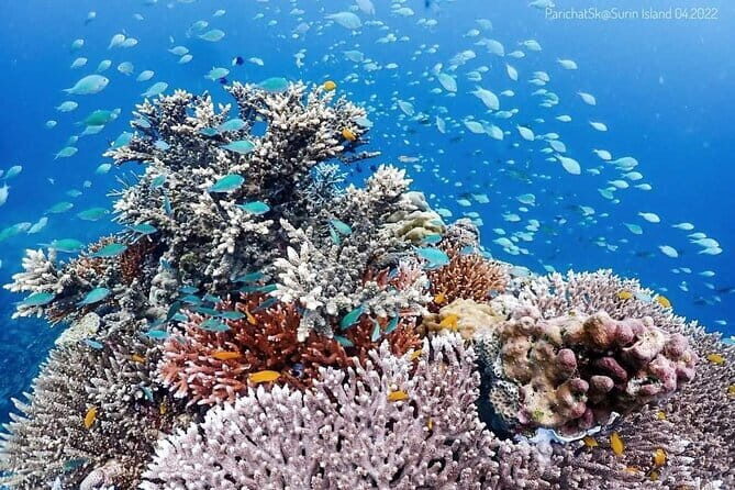 Surin Islands Overnight Beach Camping and Snorkeling Adventure - Who Should Consider This Tour?