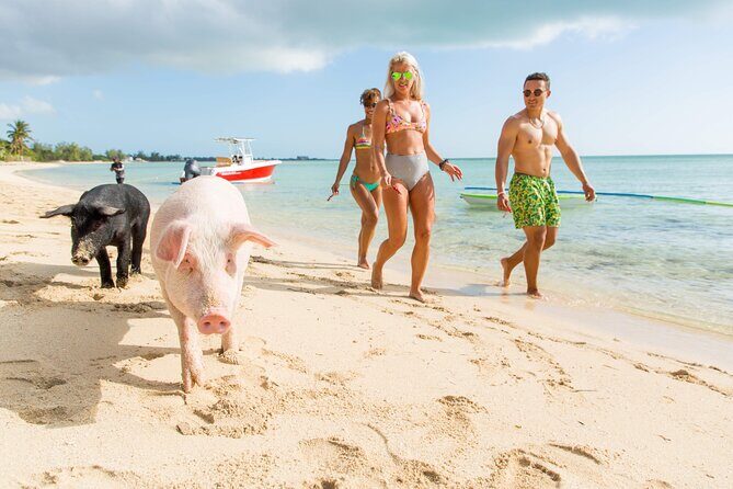 Swimming Pigs & ATV Tour - What We Love About This Tour