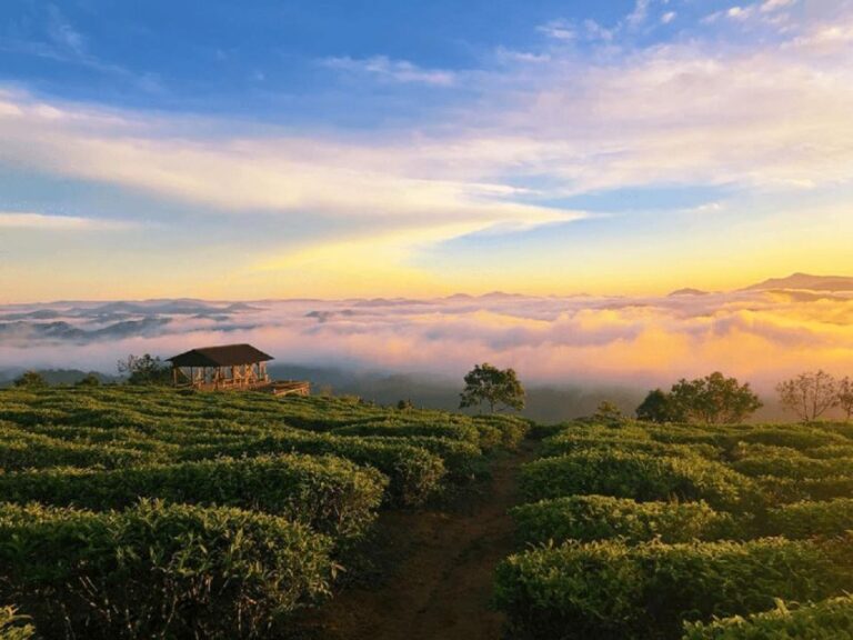 Tea & Coffee Tour - The Practical Side: What to Expect and Value