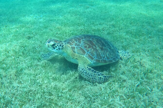 The Frederiksted St. Croix Sea Turtles Snorkeling Tour - Authentic Encounters and Reviews