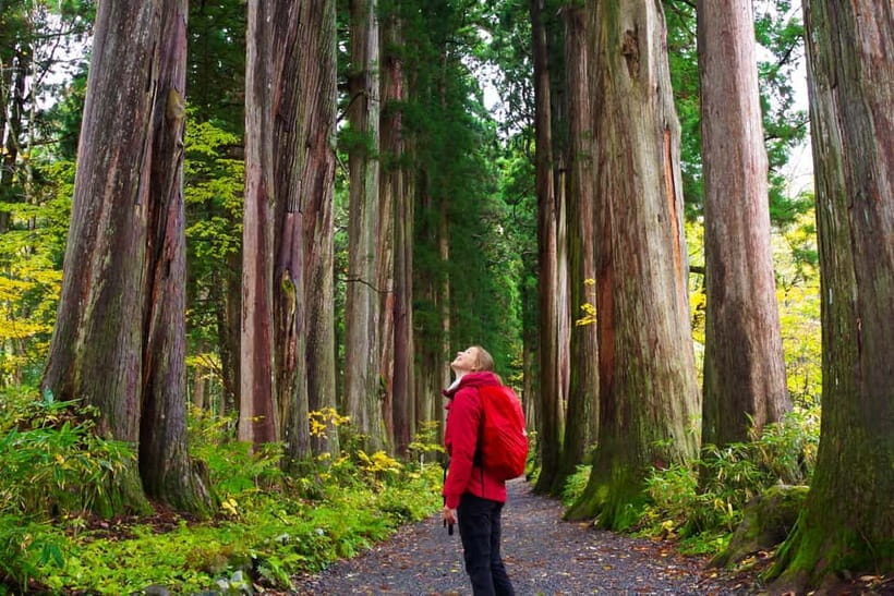 Togakushi: Sacred Forest Walk & Soba Traditions - Key Points