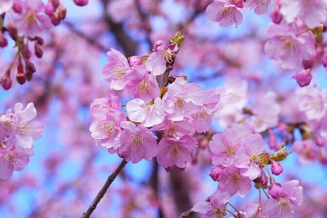 Tokyo Cherry Blossom Half Day Walking Tour with a Local Guide - Who Should Consider This Tour?