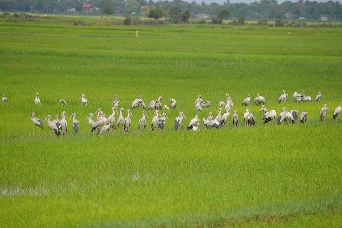 Tuk Tuk Journey: Exploring Rural Life and Silk Farm Craftsmanship - Detailed Breakdown of the Itinerary