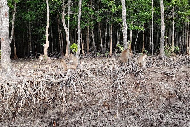 Tung Yee Peng Mangrove Forest Tour By Longtail Boat From Koh Lanta - Who Would Love This Tour?