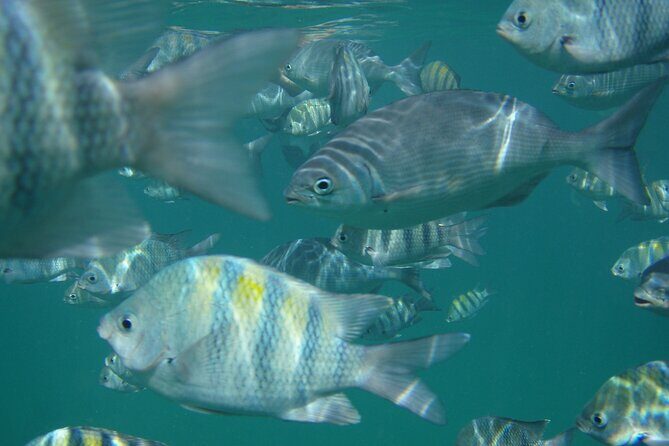 Turtle and Shipwreck adventure on 57 ft catamaran - Snorkeling with Turtles and Exploring Shipwrecks