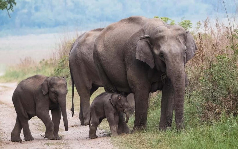 Udawalawe Safari Tour from Tissamaharama/Yala/Hambantota - Who Will Love This Tour?