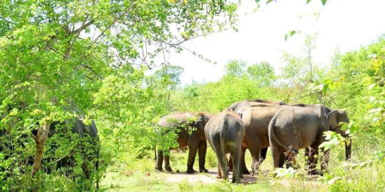 Wasgamuwa National Park Safari (Private Jeep) - Key Points