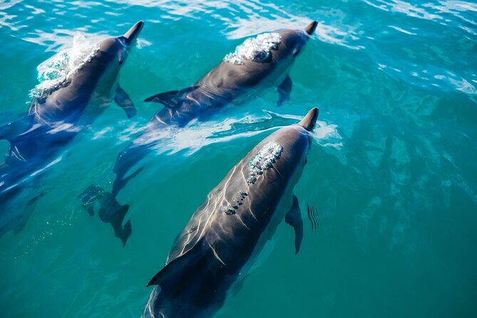 Whale & Dolphin Watching Trincomalee - The Marine Encounter: Whales & Dolphins