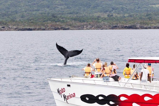 Whale watch tour from Santo Domingo with Bacardi Island and lunch included - Who Will Love This Tour?