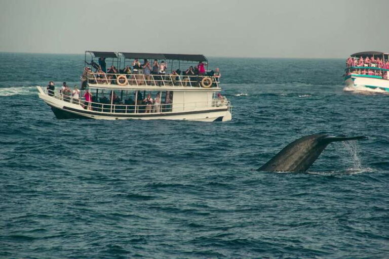 Whale Watching Tour with Transfers - Practical Tips for Travelers