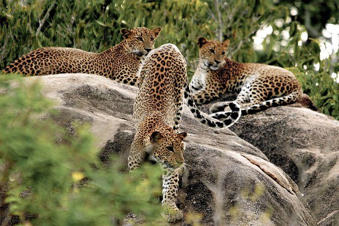 Yala National Park Entrance Ticket with Private Safari - A Real Look at the Reviews
